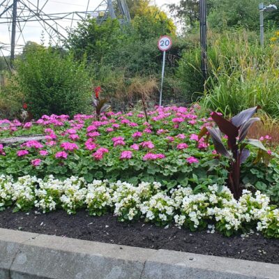 Front view of Rishworth war memorial planting