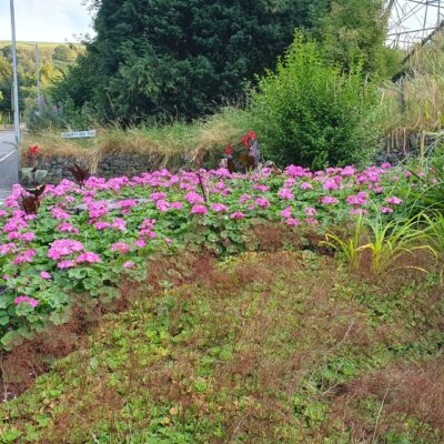 Rishworth war memorial planting